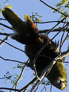 Green Oropendola