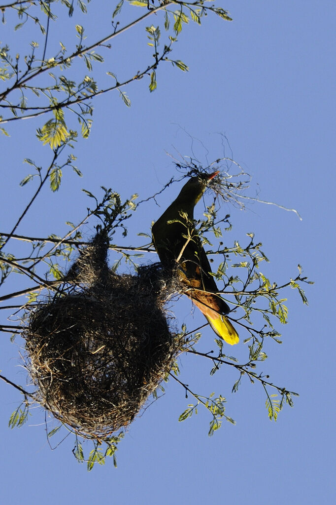 Green Oropendola female