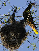 Green Oropendola