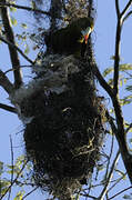 Green Oropendola