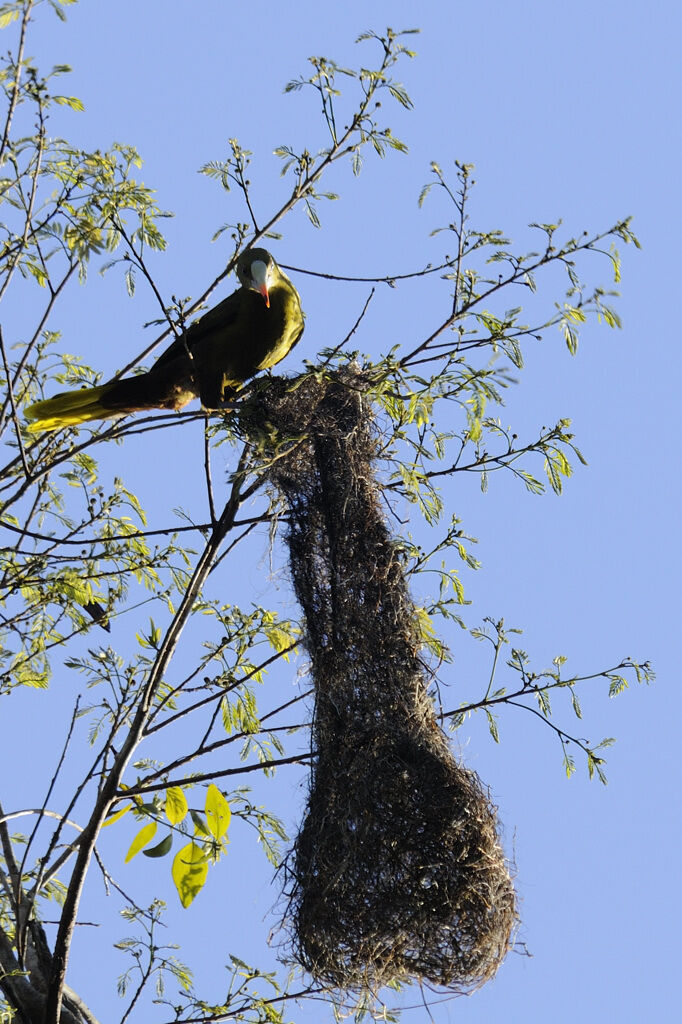 Green Oropendola female