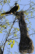 Green Oropendola