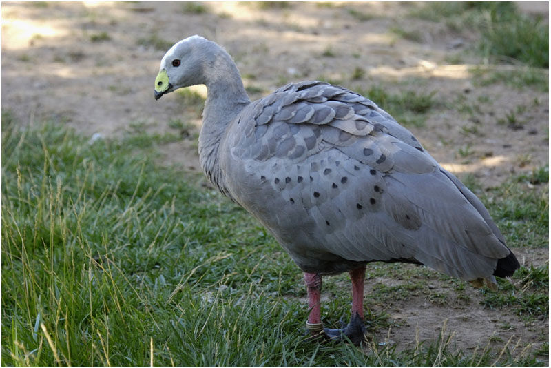 Cape Barren Gooseadult