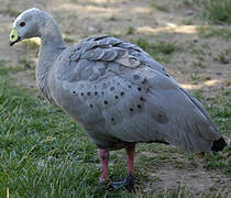 Cape Barren Goose