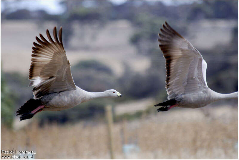 Cape Barren Gooseadult, Flight