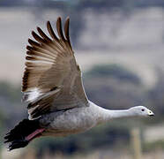 Cape Barren Goose