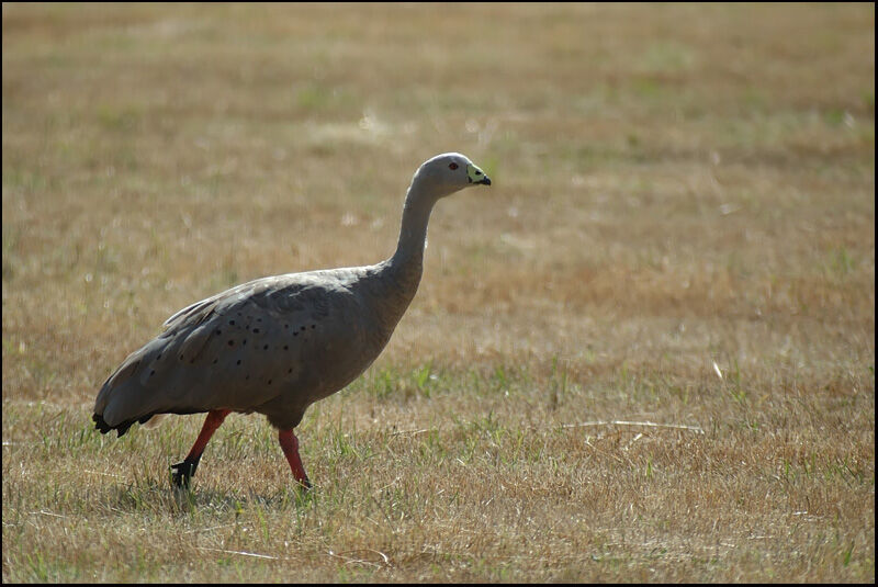 Cape Barren Goose