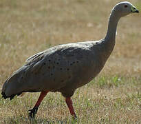 Cape Barren Goose