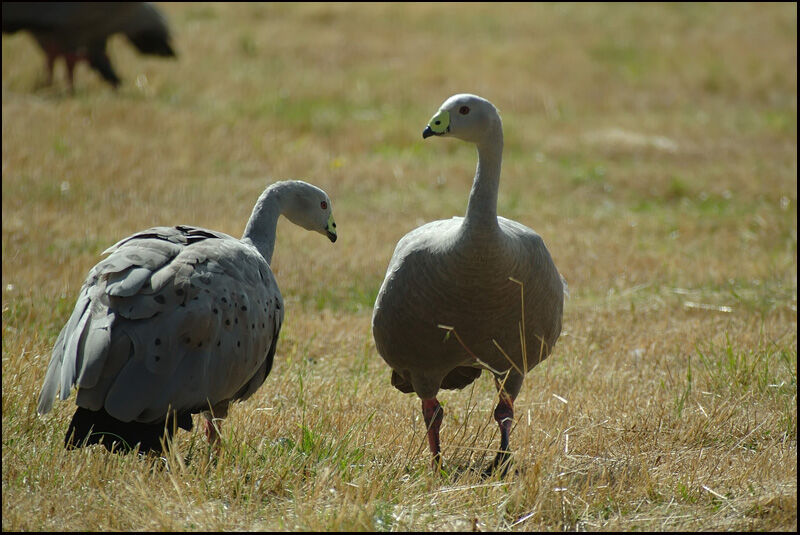 Cape Barren Goose