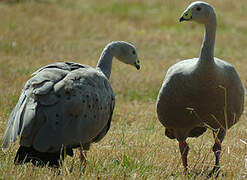 Cape Barren Goose