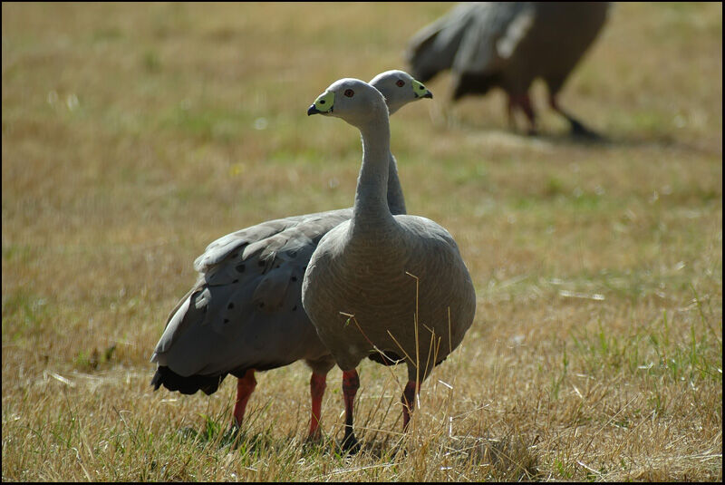 Cape Barren Goose