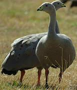 Cape Barren Goose