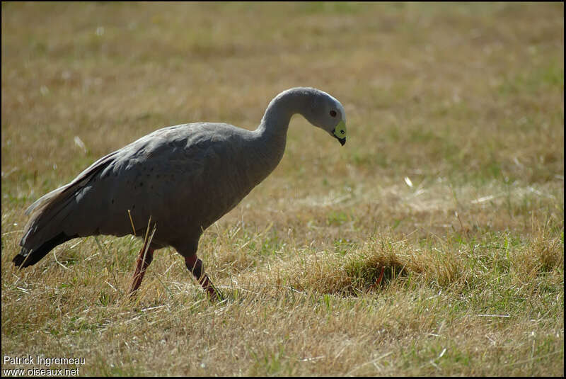 Cape Barren Goose, identification