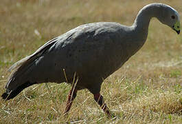 Cape Barren Goose