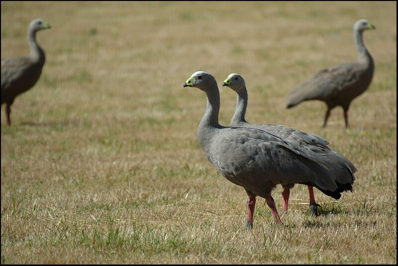 Cape Barren Goose