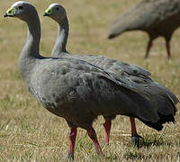 Cape Barren Goose