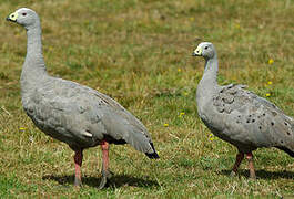 Cape Barren Goose