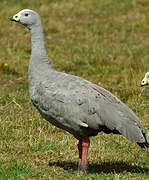 Cape Barren Goose