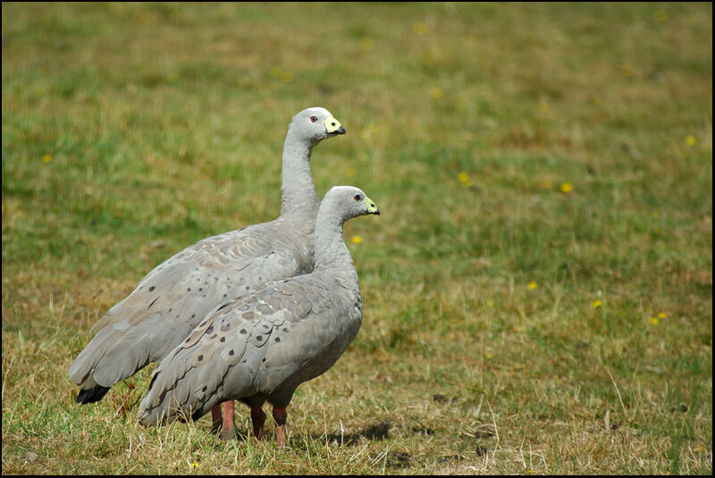 Cape Barren Goose