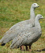 Cape Barren Goose