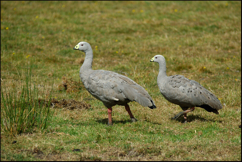 Cape Barren Goose