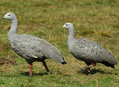 Cape Barren Goose