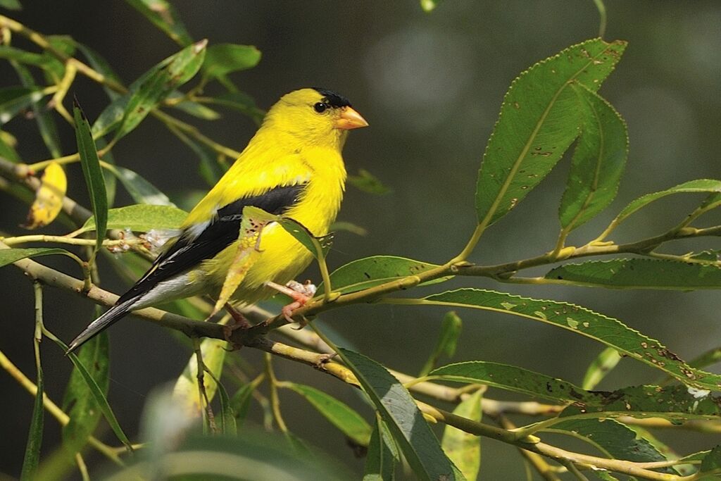 Chardonneret jaune mâle adulte