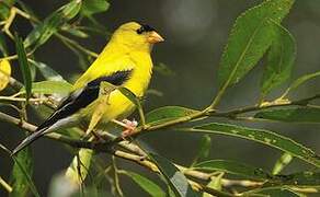 American Goldfinch