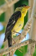 Lesser Goldfinch