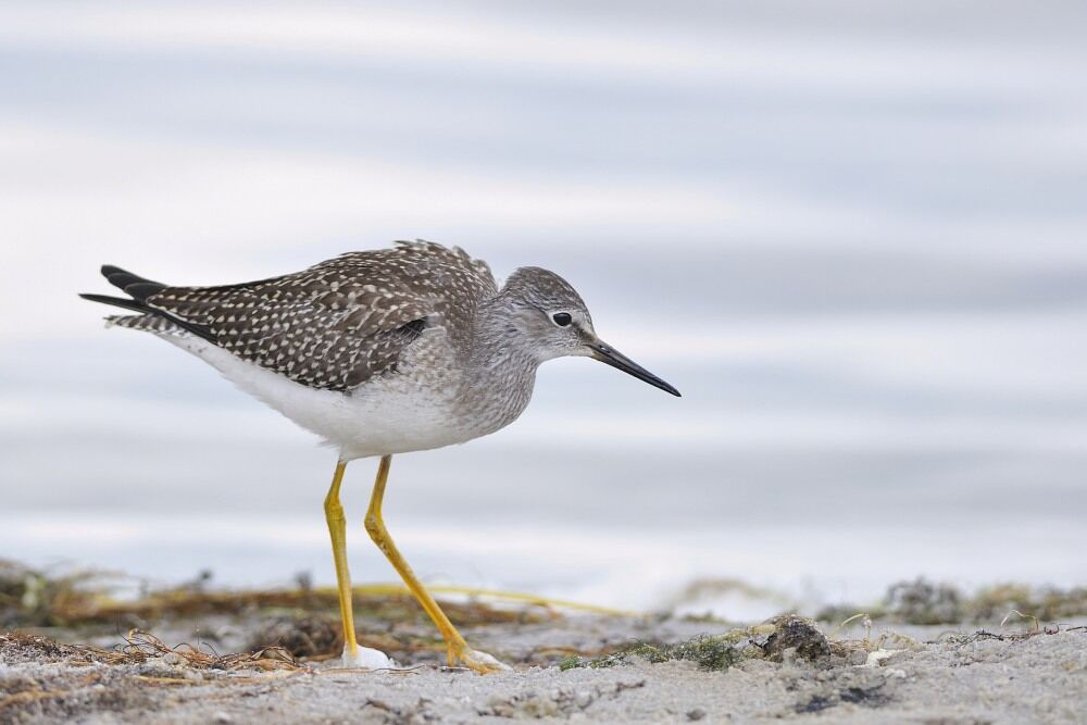 Lesser Yellowlegs