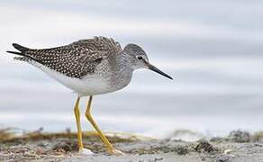 Lesser Yellowlegs