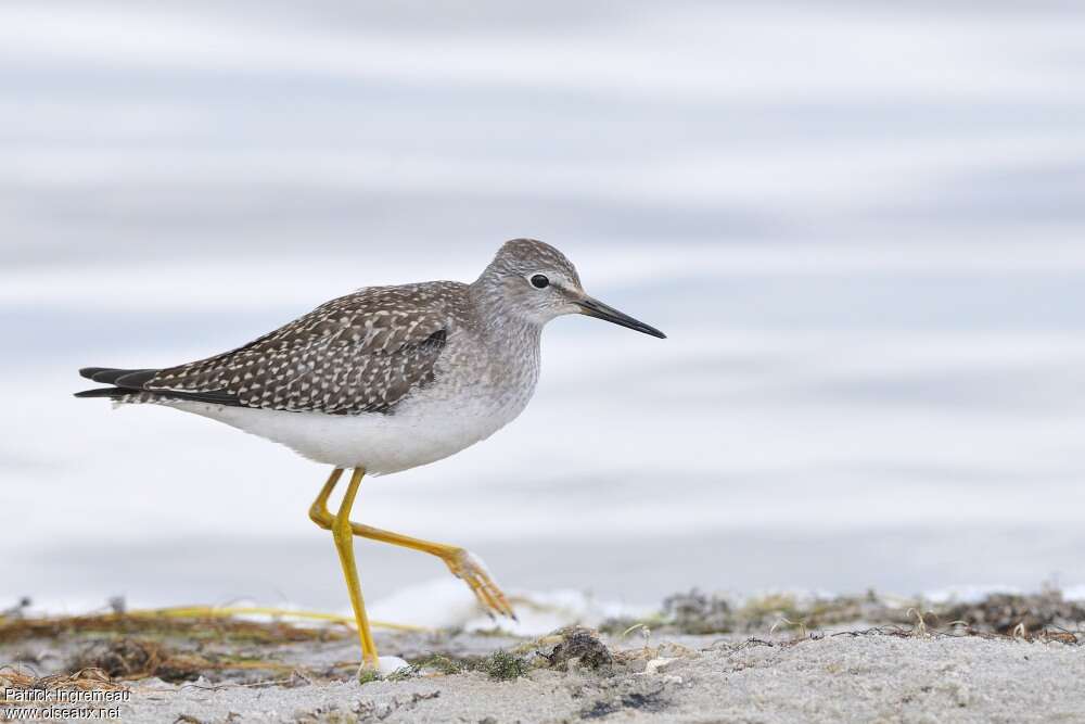 Lesser Yellowlegsjuvenile, identification