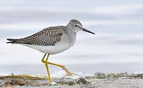 Lesser Yellowlegs