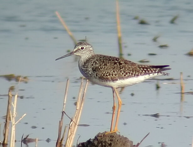 Lesser Yellowlegs