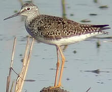 Lesser Yellowlegs