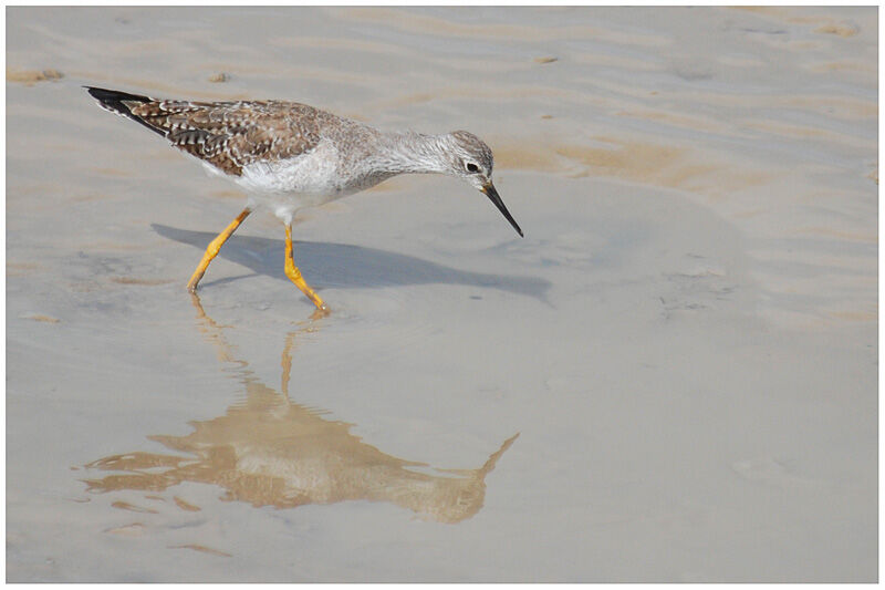 Lesser Yellowlegsadult post breeding