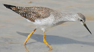 Lesser Yellowlegs