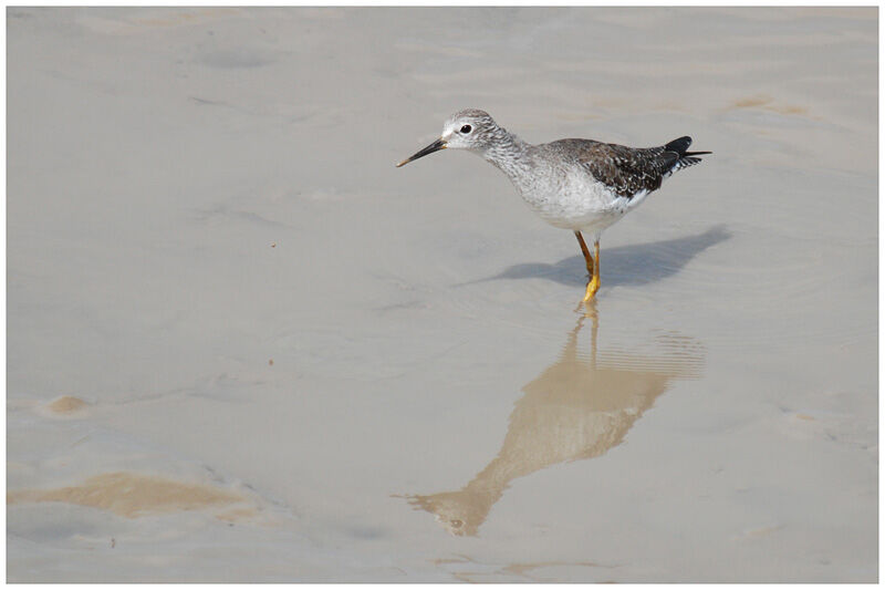 Lesser Yellowlegsadult post breeding