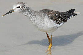 Lesser Yellowlegs