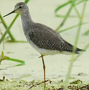 Lesser Yellowlegs