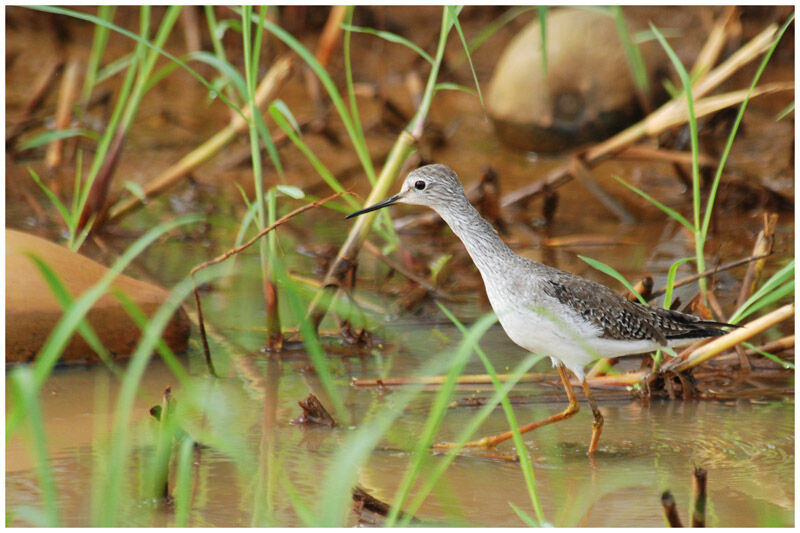 Lesser Yellowlegsadult post breeding