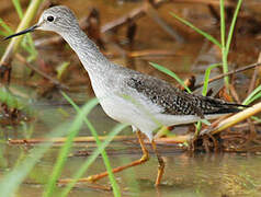 Lesser Yellowlegs