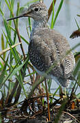 Lesser Yellowlegs