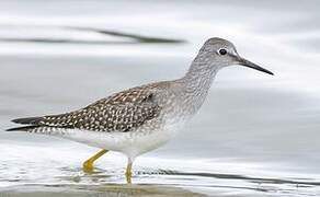 Lesser Yellowlegs