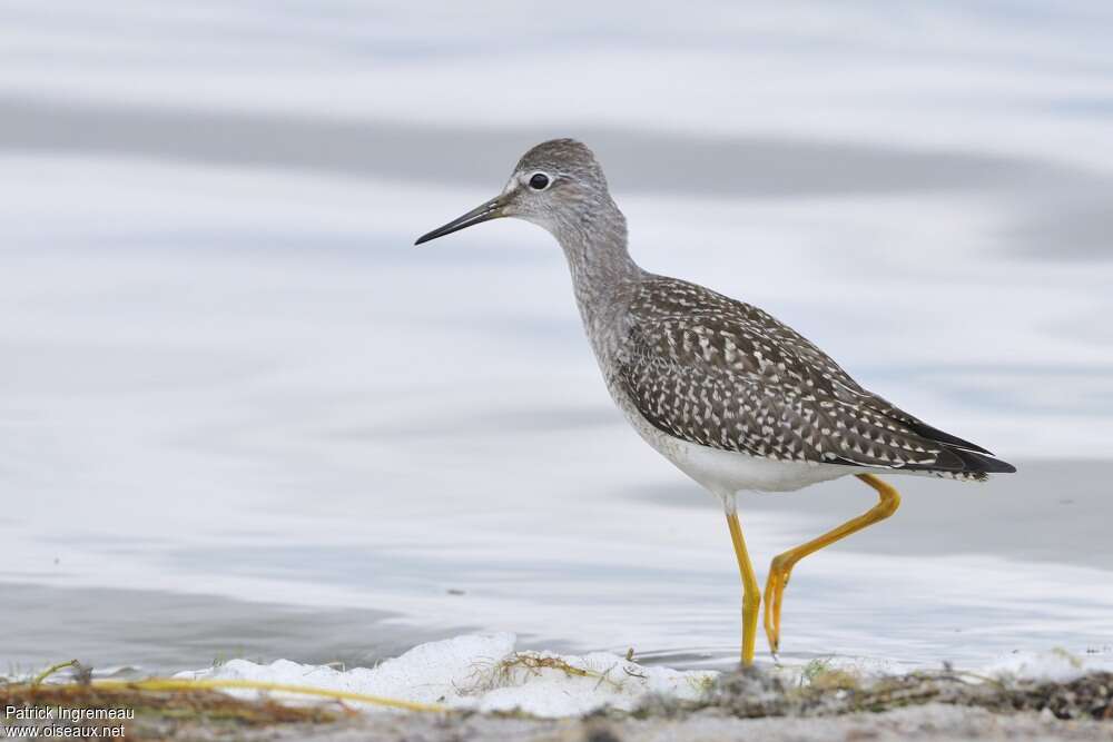 Lesser Yellowlegs