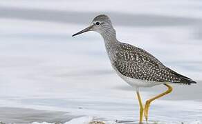 Lesser Yellowlegs