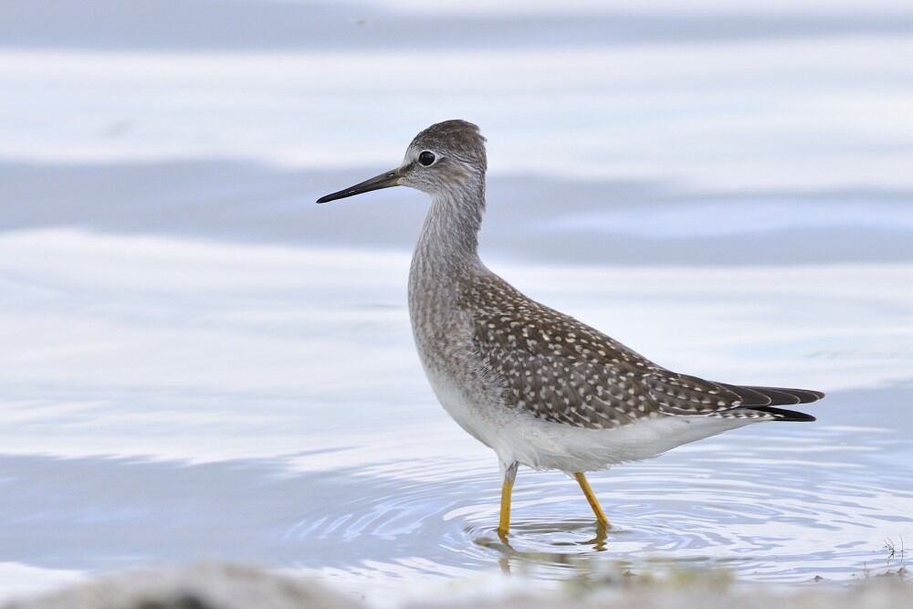 Lesser Yellowlegs