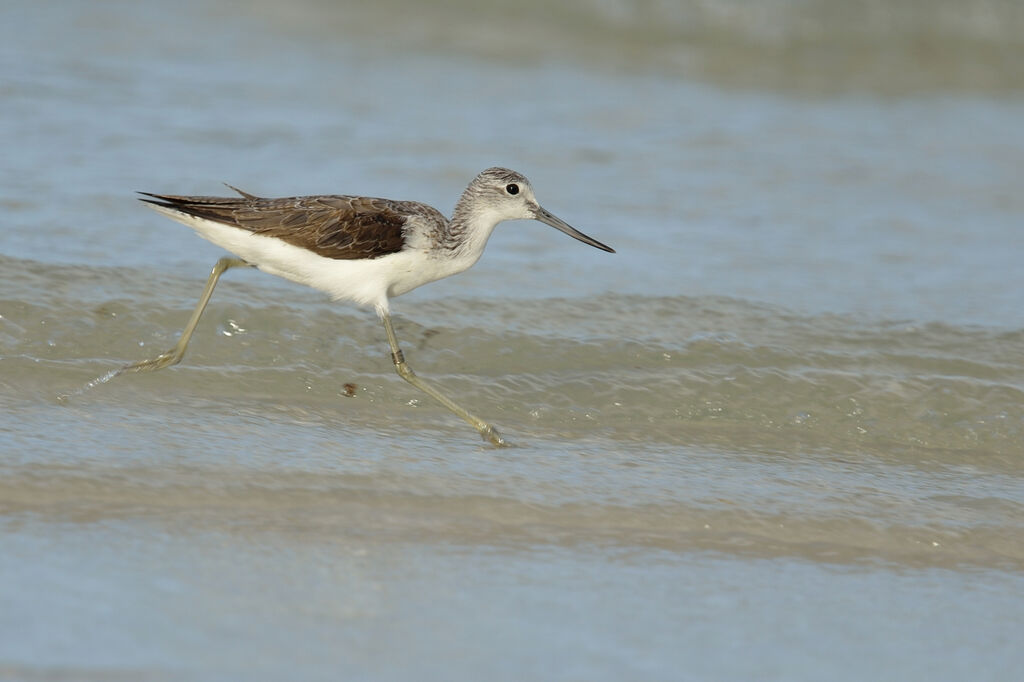 Common Greenshankadult