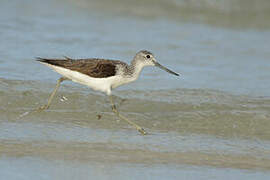 Common Greenshank