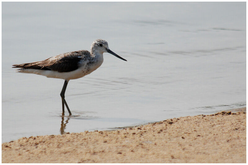 Common Greenshankadult